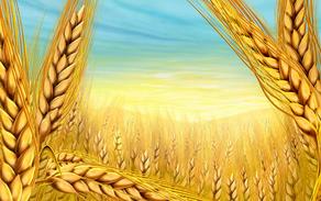 UNESCO to protect Georgian wheat species