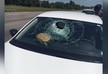 Turtle crashes car window in Florida