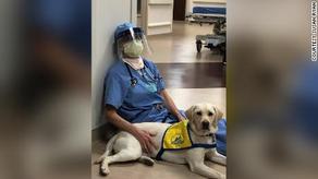 სასწრაფო დახმარების ექიმებს COVID-19-თან ბრძოლაში ძაღლი ეხმარება