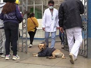 ძაღლი კოვიდინფიცირებულ პატრონს საავადმყოფოს შესასვლელთან  ელოდება - VIDEO