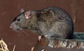 Aggressive rats in U.S. cities