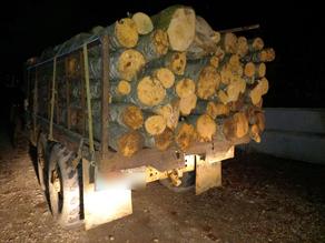 Eighteen cases of illegal logging revealed