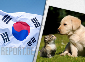 Pets to be tested on coronavirus in Seoul