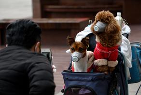 Жителям Шанхая позволят взять с собой на карантин домашних животных