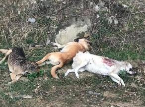 დიღომში, სამი ძაღლი ტყვიით მოკლული იპოვეს