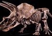 Скелет самого большого в мире трицератопса выставлен на аукцион