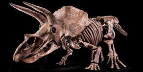 Skeleton of the largest triceratops in the world at the auction