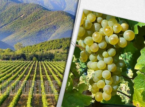 ყურძენსა და ღვინოზე ხარისხის კონტროლი გამკაცრდება