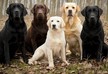 New formula for calculating the 'true age' of your canine found