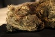 Scientists discover remains of 28 000-year-old lion cub