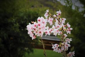 Sakura blossoms in Tbilisi Botanical Garden