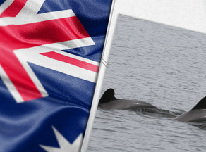 ტასმანიის მეჩეჩთან 250 შავი დელფინი აღმოაჩინეს