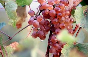 Сбор какого сорта винограда просубсидирует правительство Грузии