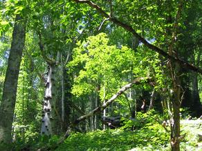 ქართული ტყის შესანარჩუნებლად კლიმატის მწვანე ფონდი 32 მილიონიან გრანტს გვაძლევს