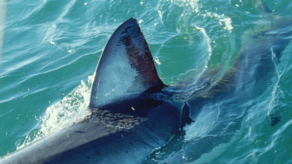 ავსტრალიაში ზვიგენის თავდასხმას მამაკაცი ემსხვერპლა