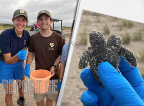 Двуглавая черепаха была найдена у берегов США
