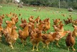New Zealand man accidentally buys 1000 hens for just over EUR 1