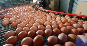 საქართველოში კვერცხის წარმოება შემცირდა