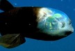 აშშ-ში უცხოპლანეტელი თევზი აღმოაჩინეს - VIDEO