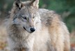 Полиция США разыскивает подозреваемого в отравлении волков