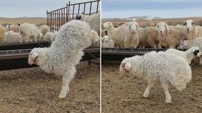 Two-legged lamb learns to walk like a human