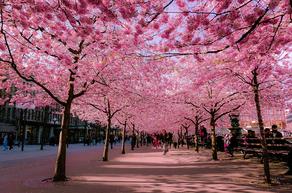 Cherry blossom alley in Tbilisi Botanical Garden - PHOTO