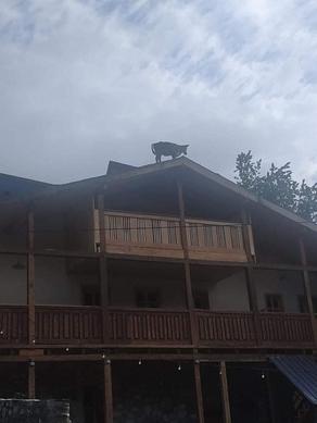 Cow standing on the roof in Mestia - PHOTO