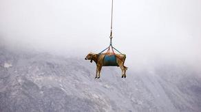Injured cows in the Alps rescued with helicopter