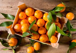 New markets open for Georgian citrus fruit