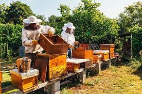 Beekeepers request funding to conduct laboratory studies